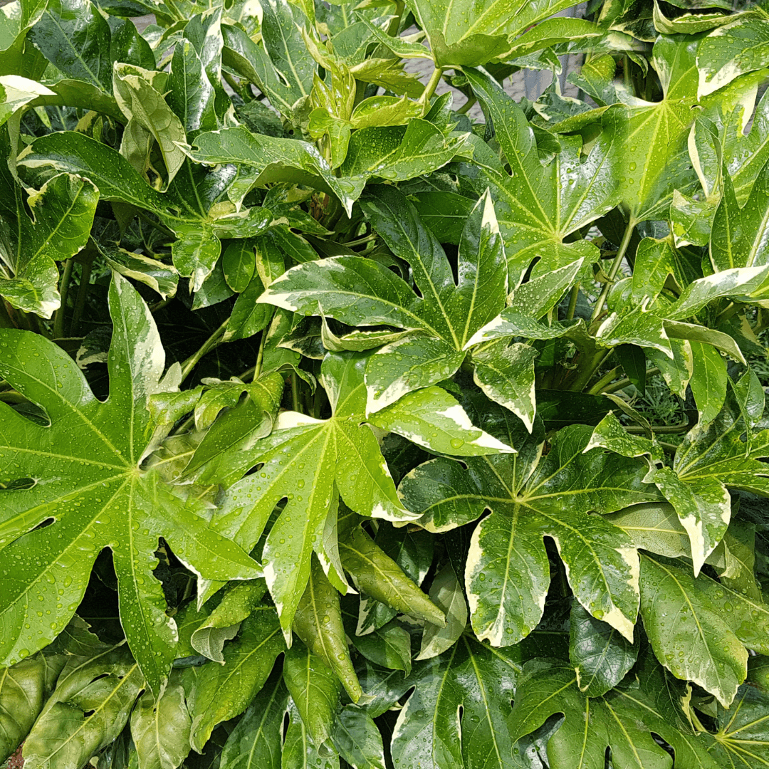 Fatsia