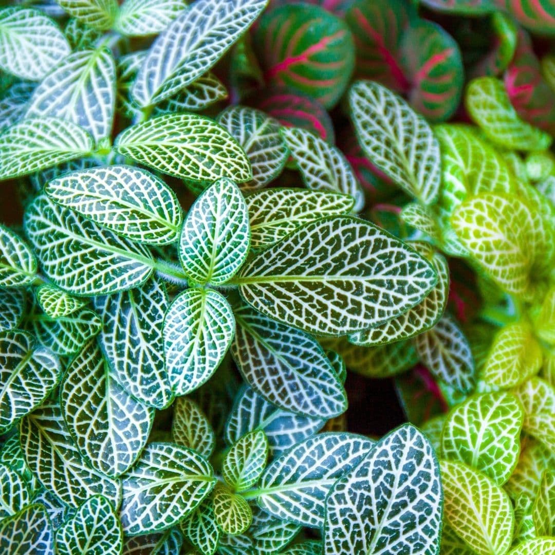 Fittonia