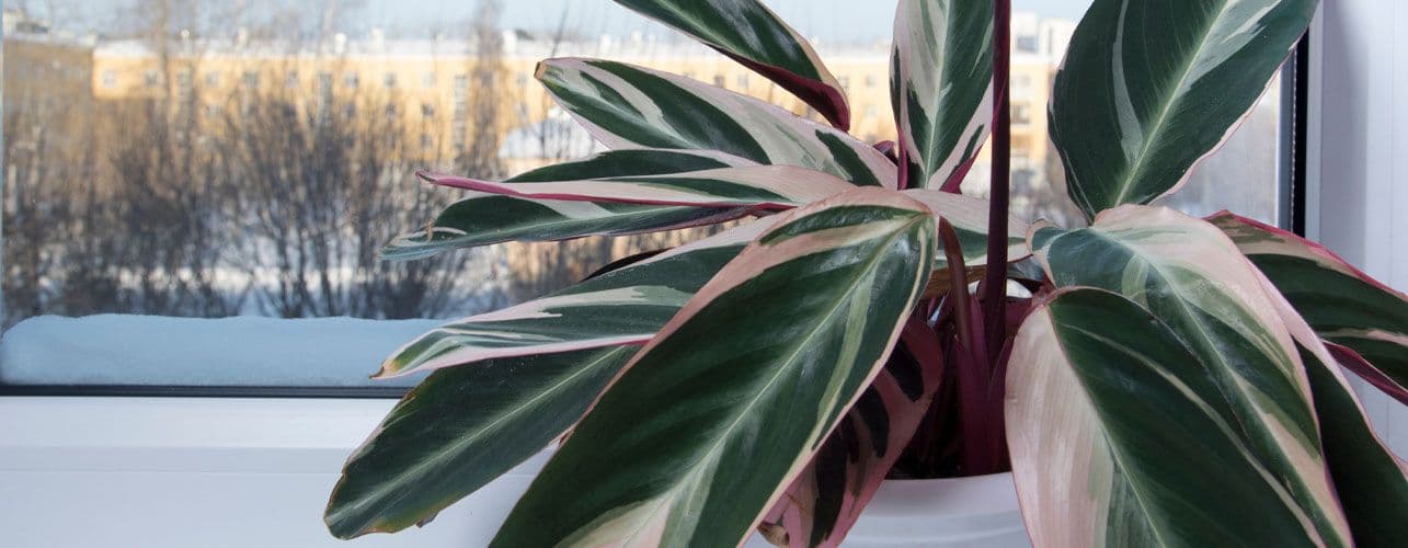 calathea in winter