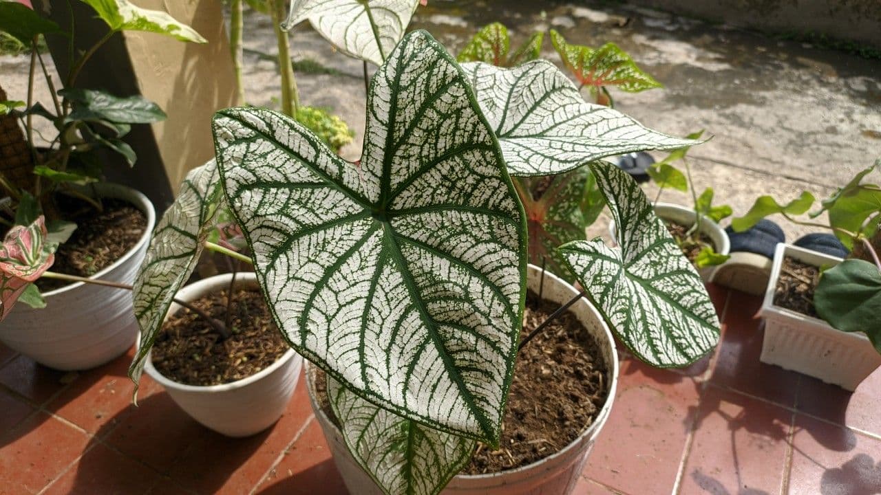 Caladium