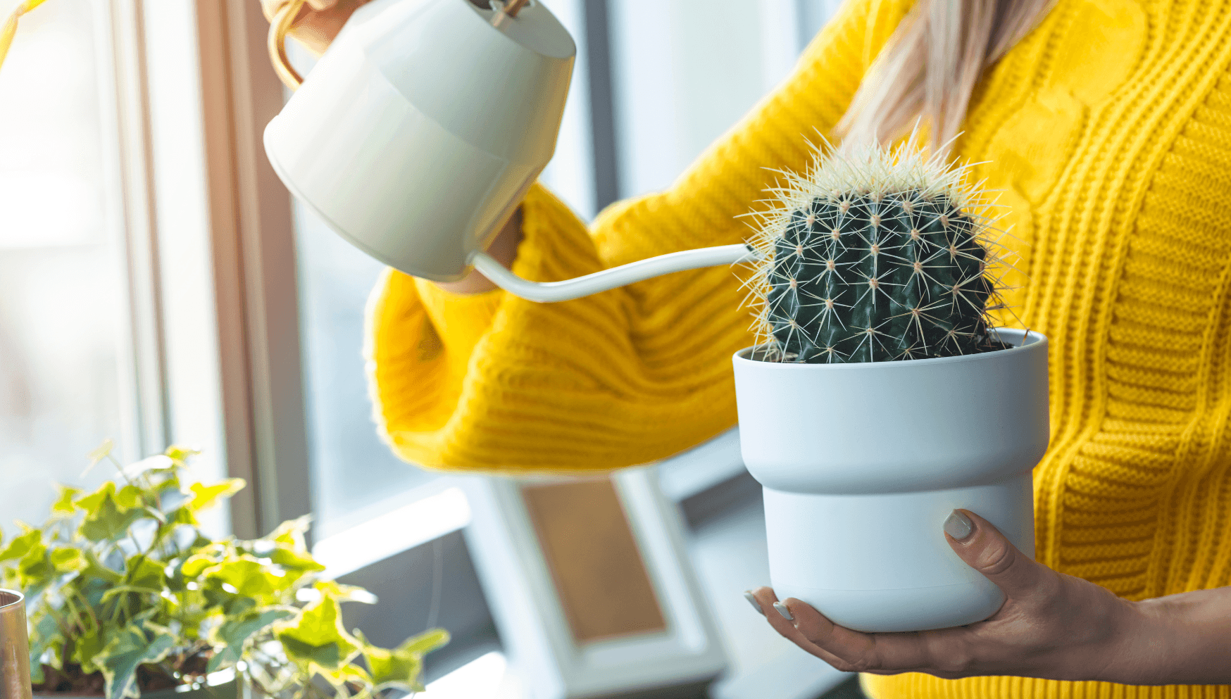 Nos conseils pour entretenir ta plante : Cactus echinocactus grusonii –  Plantes Pour Tous