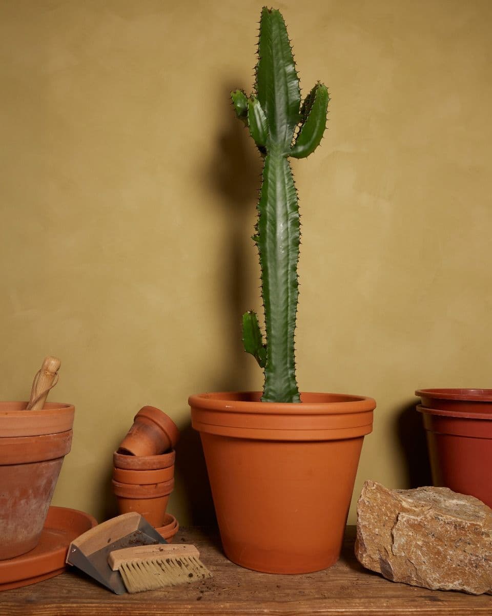Acruensis