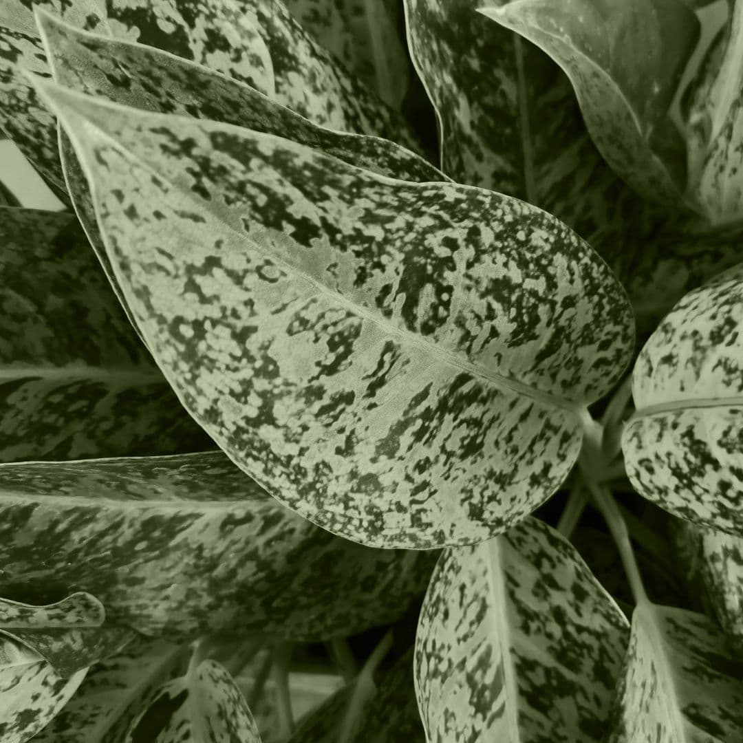 Aglaonema