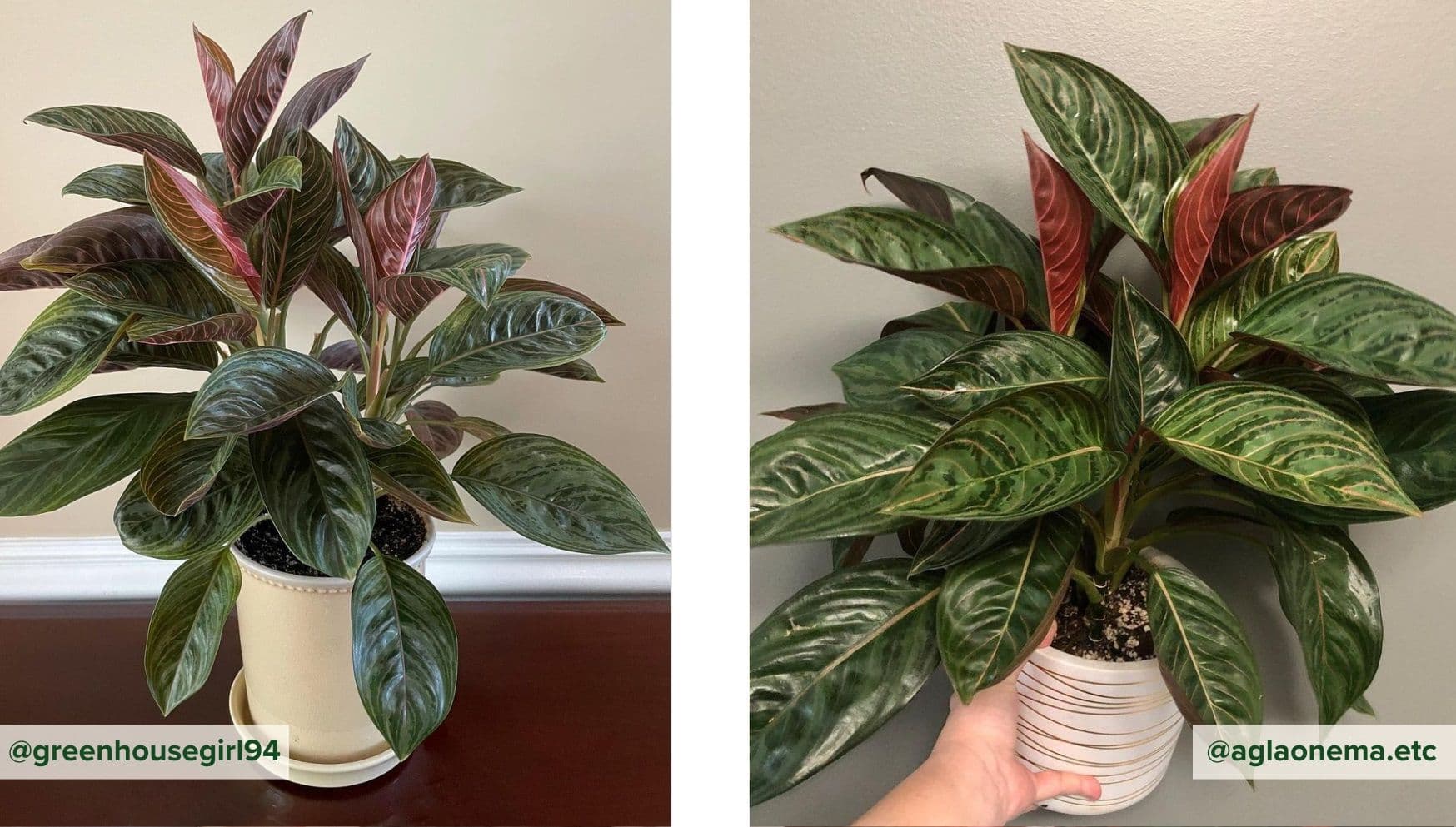 Aglaonema Chocolate.jpg