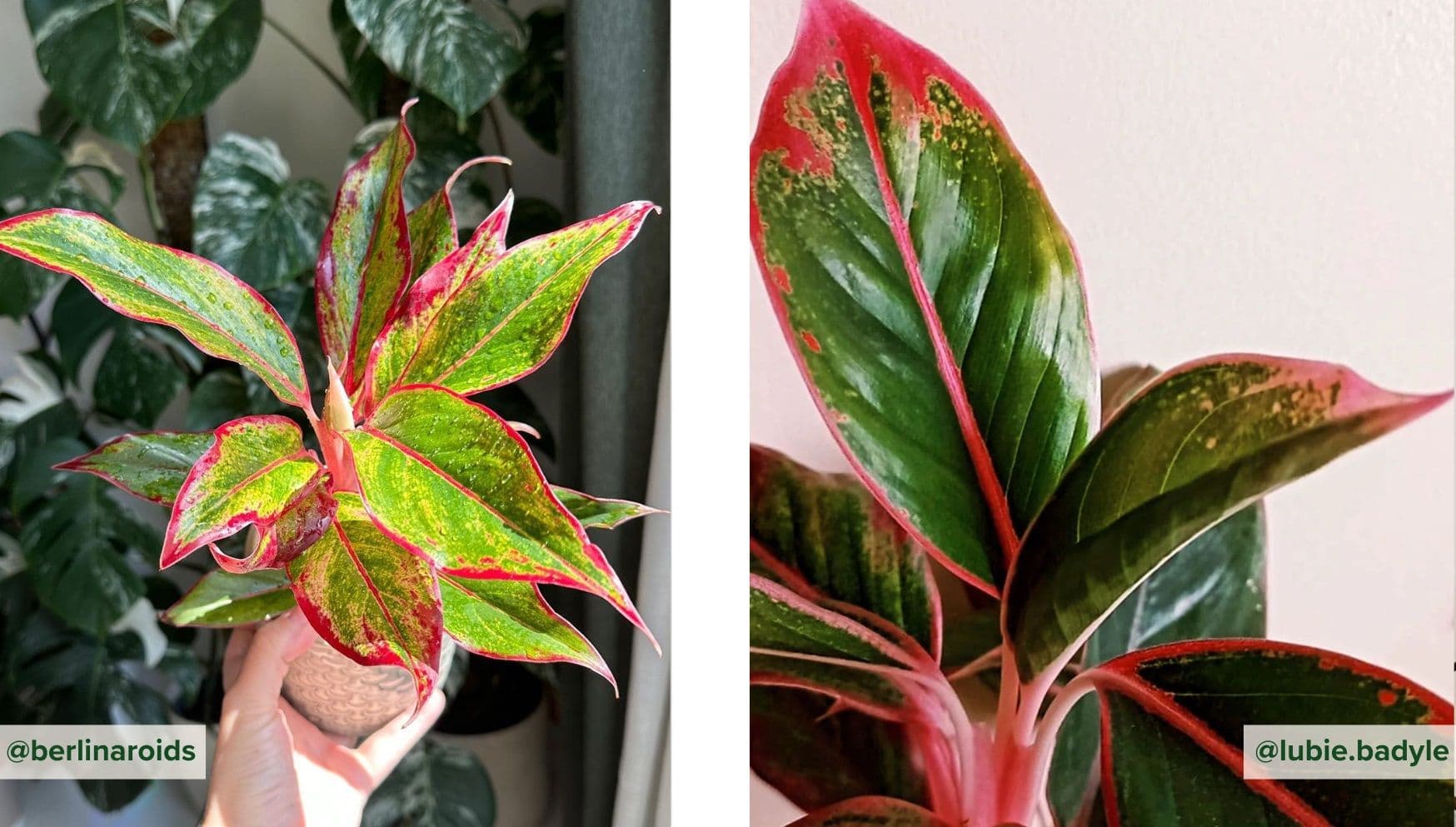 Aglaonema Crete Flame.jpg