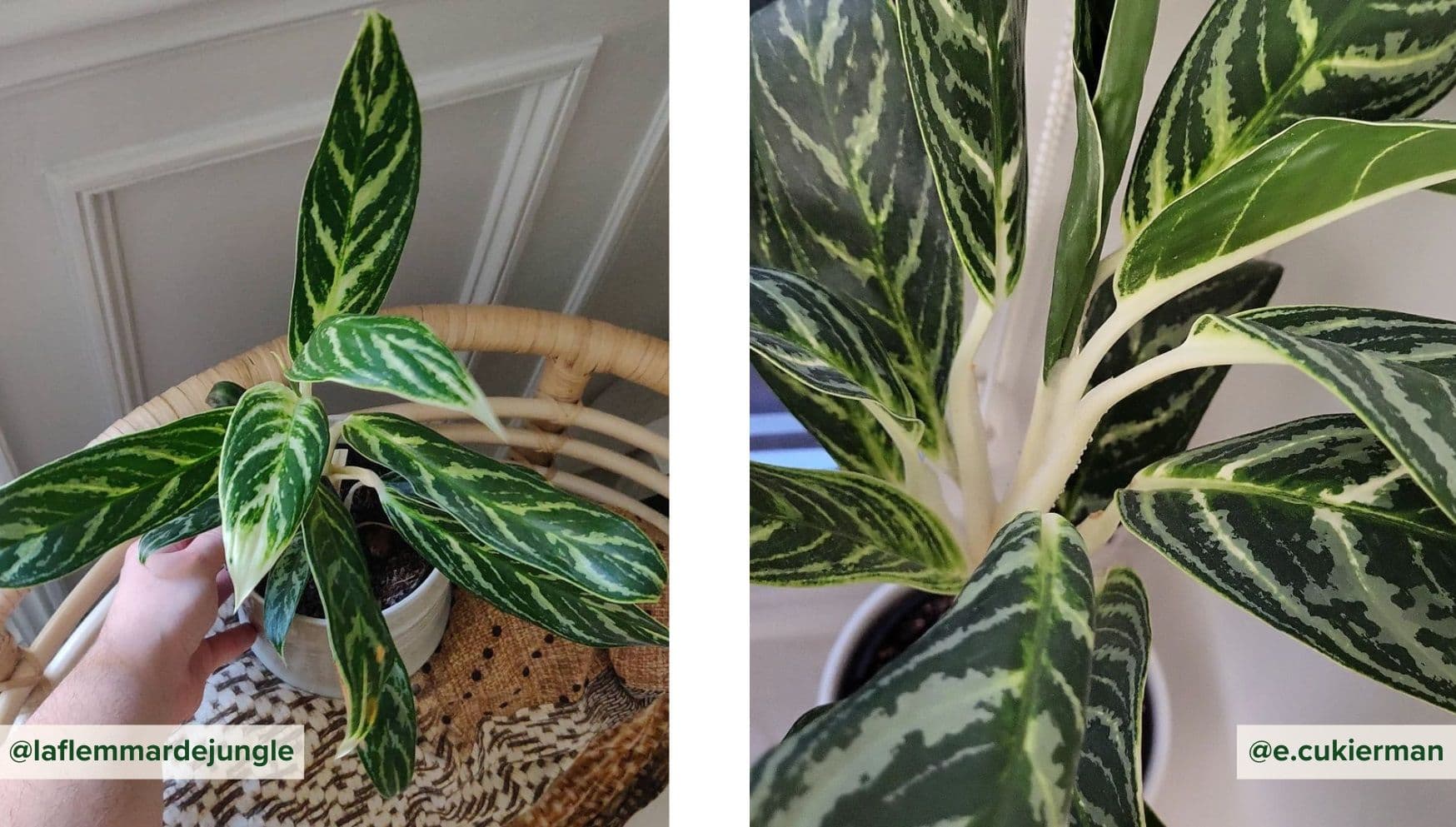 Aglaonema Ivy Green.jpg