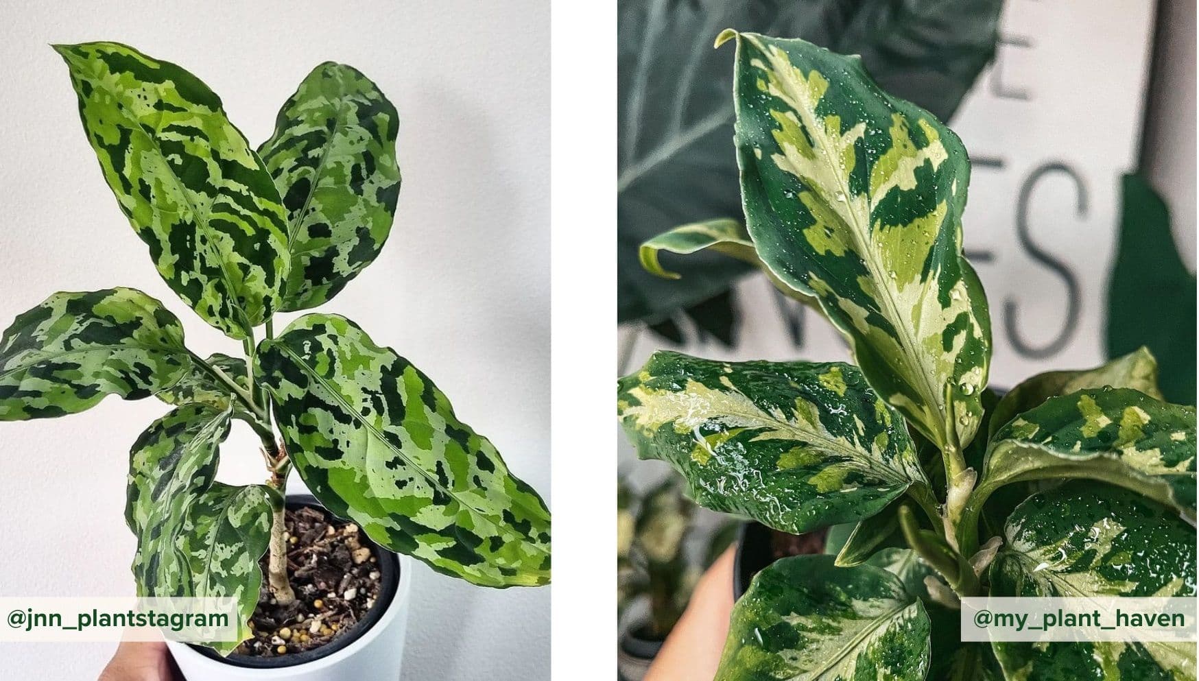 Aglaonema Pictum Tricolor.jpg