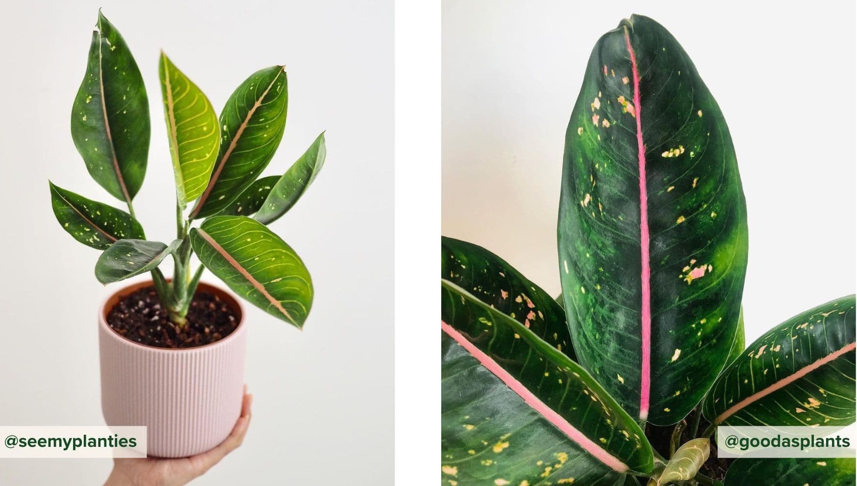 Aglaonema Pink Moon.jpg