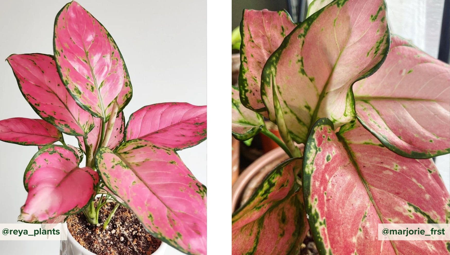 Aglaonema Pink Princess.jpg