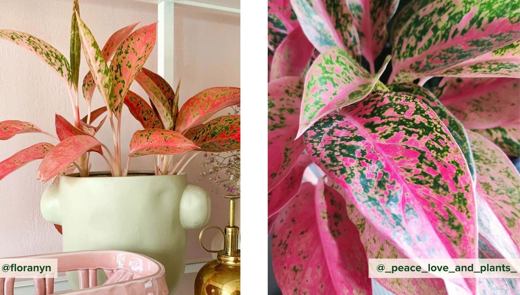 Aglaonema Prosperity.jpg