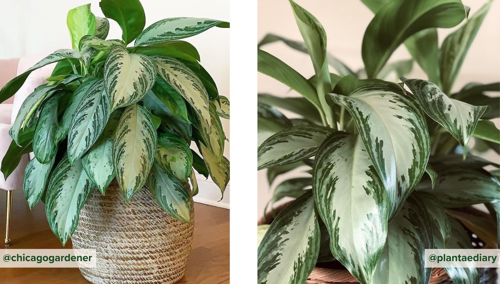 Aglaonema Silver Bay.jpg