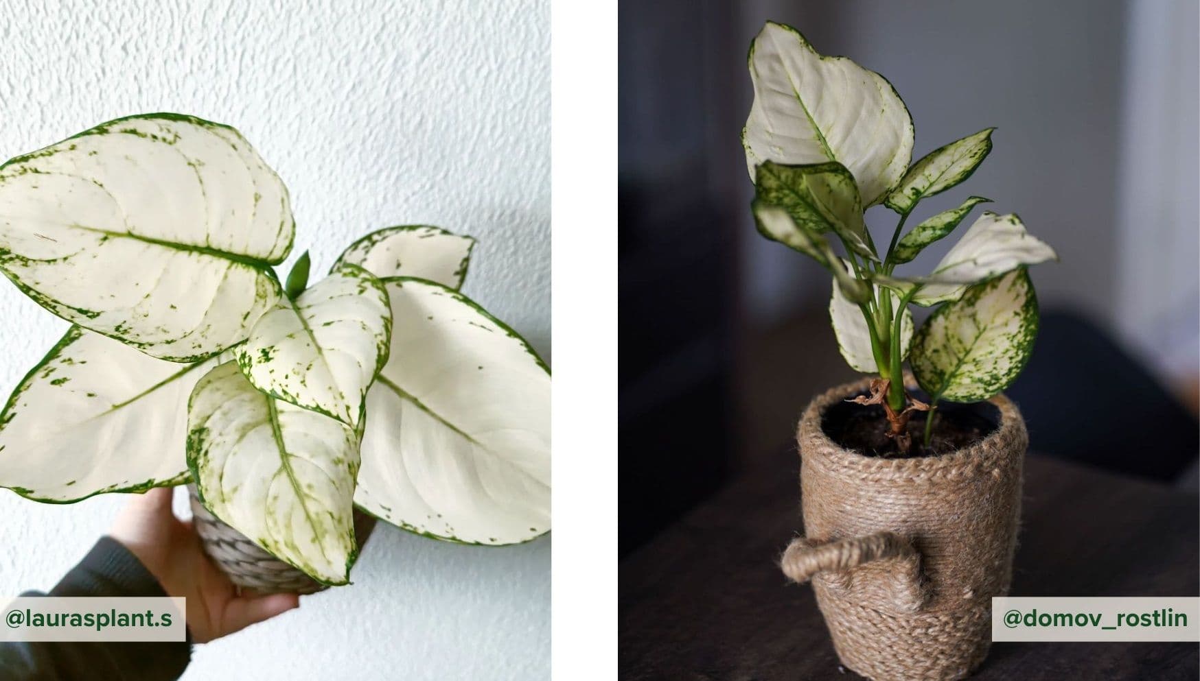 Aglaonema White Joy.jpg