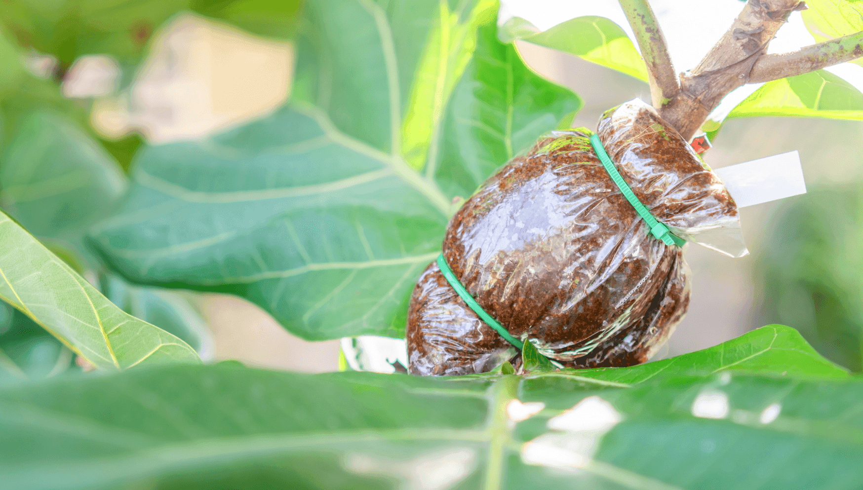 Airlayering ficus