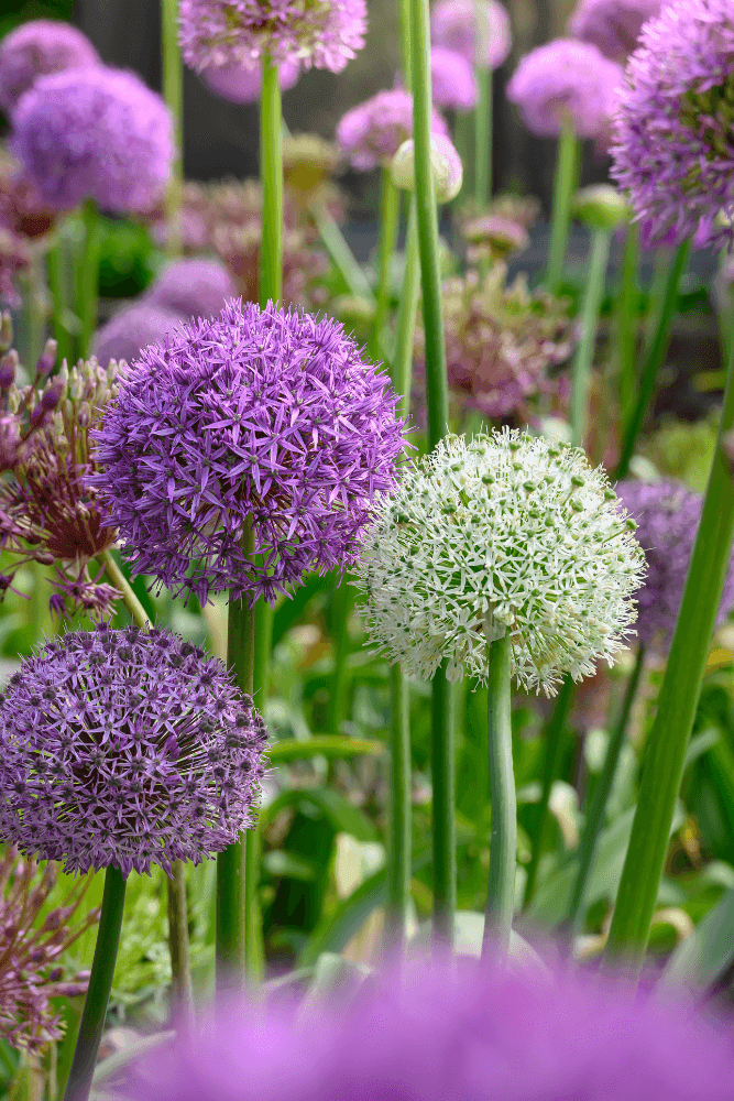 Allium