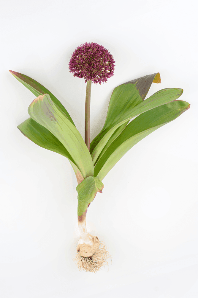 Allium bulb