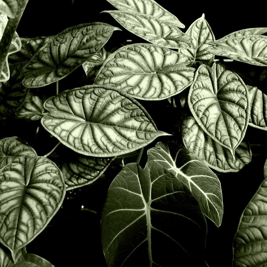 Alocasia