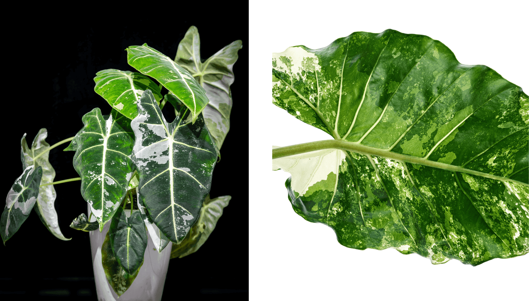 Alocasia Frydek Variegata.png