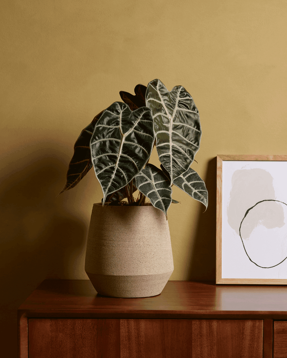 Alocasia