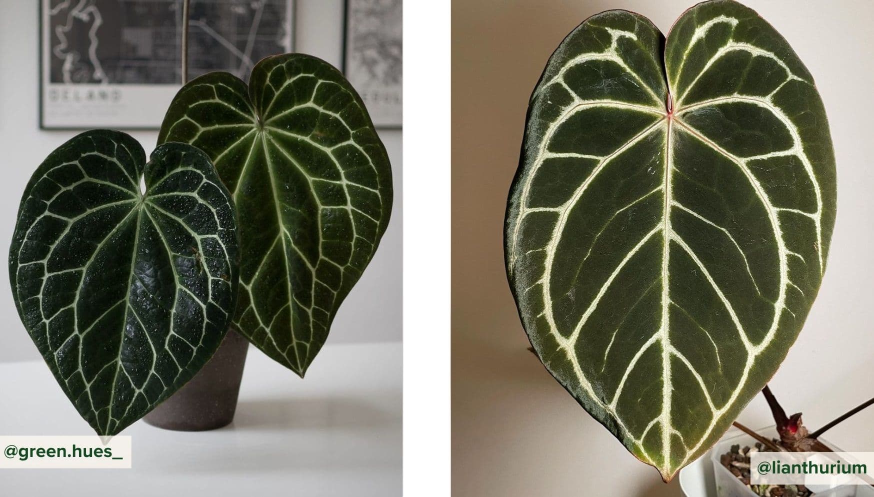 Anthurium Crystallinum.jpg