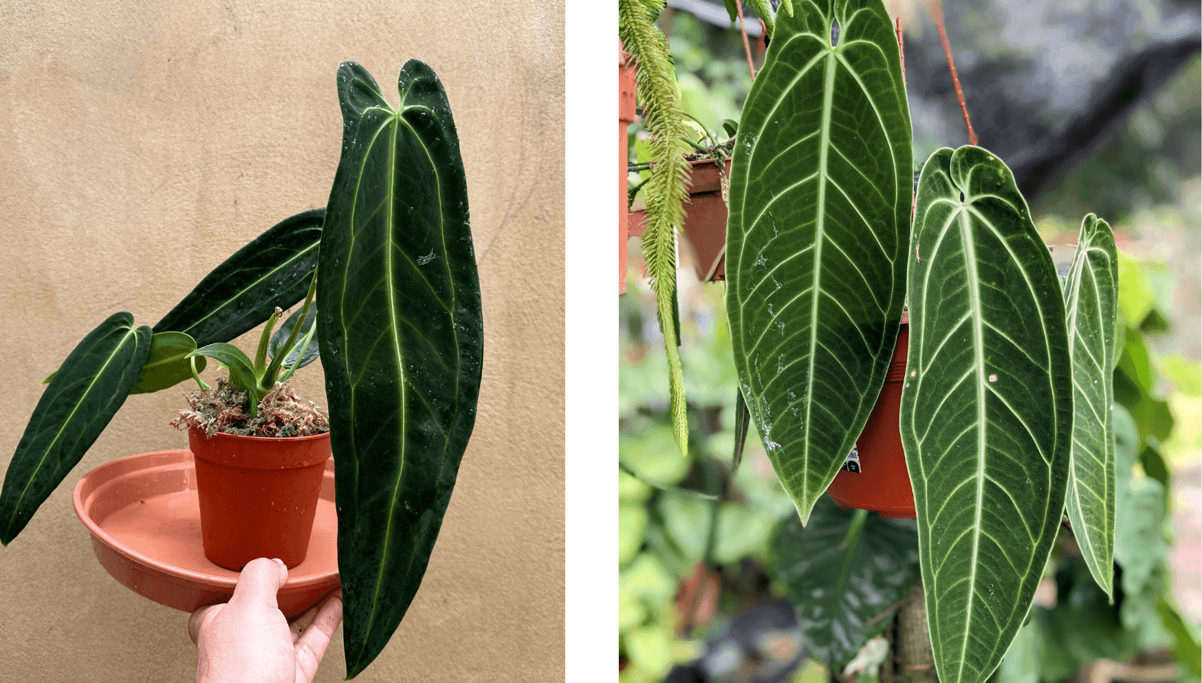 Anthurium Warocqueanum.png