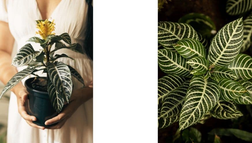 Aphelandra Squarrosa 