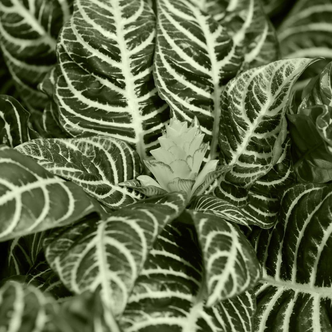 Aphelandra