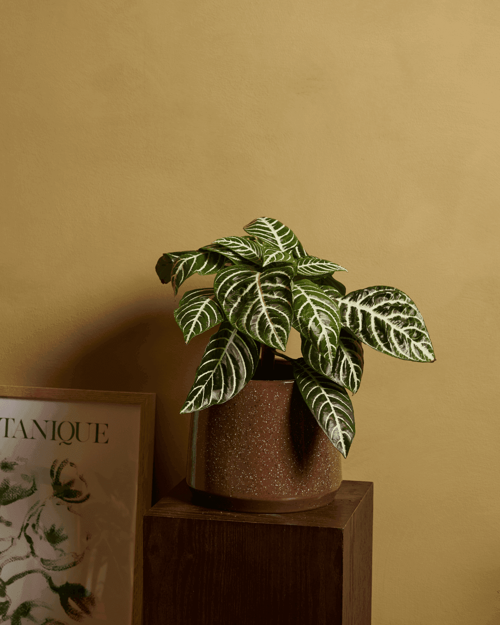 Aphelandra