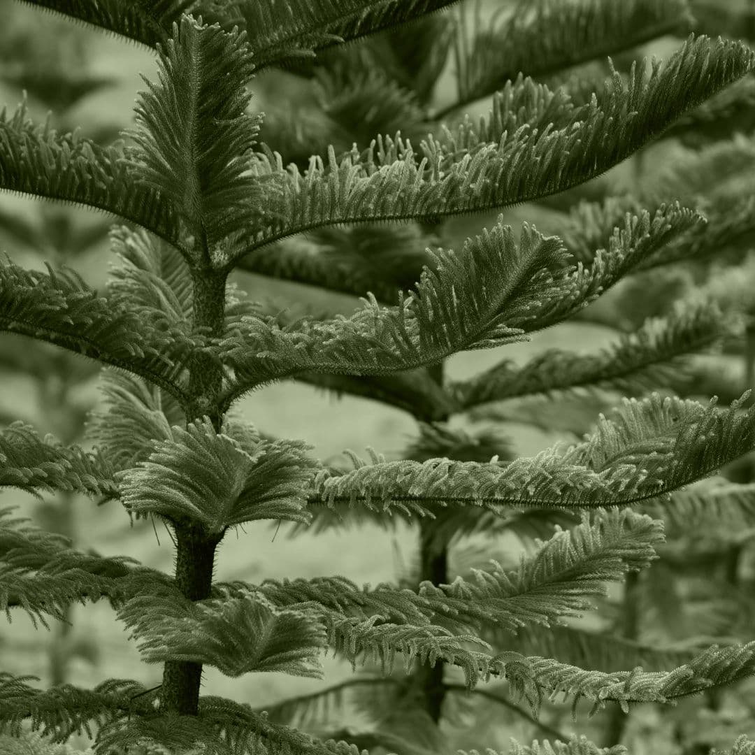 Araucaria