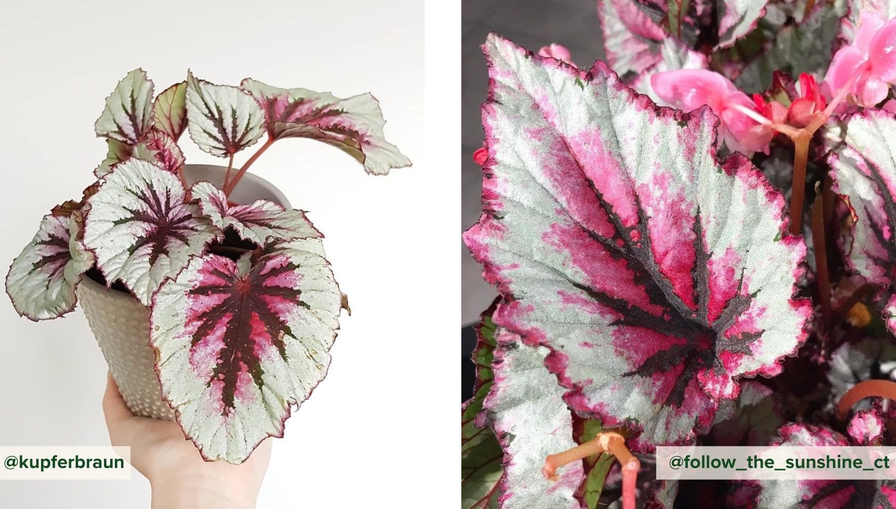 Begonia Beleaf Evening Glow.jpg