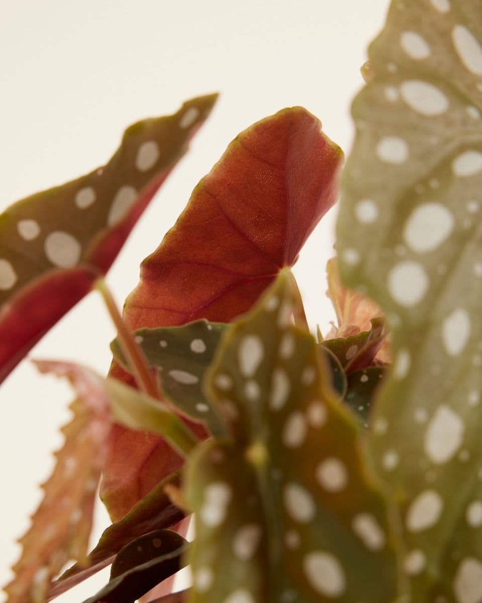 Begonia Maculata