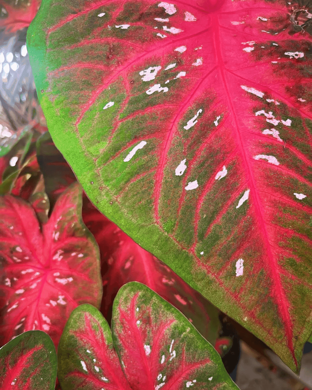 Bicolor leaves