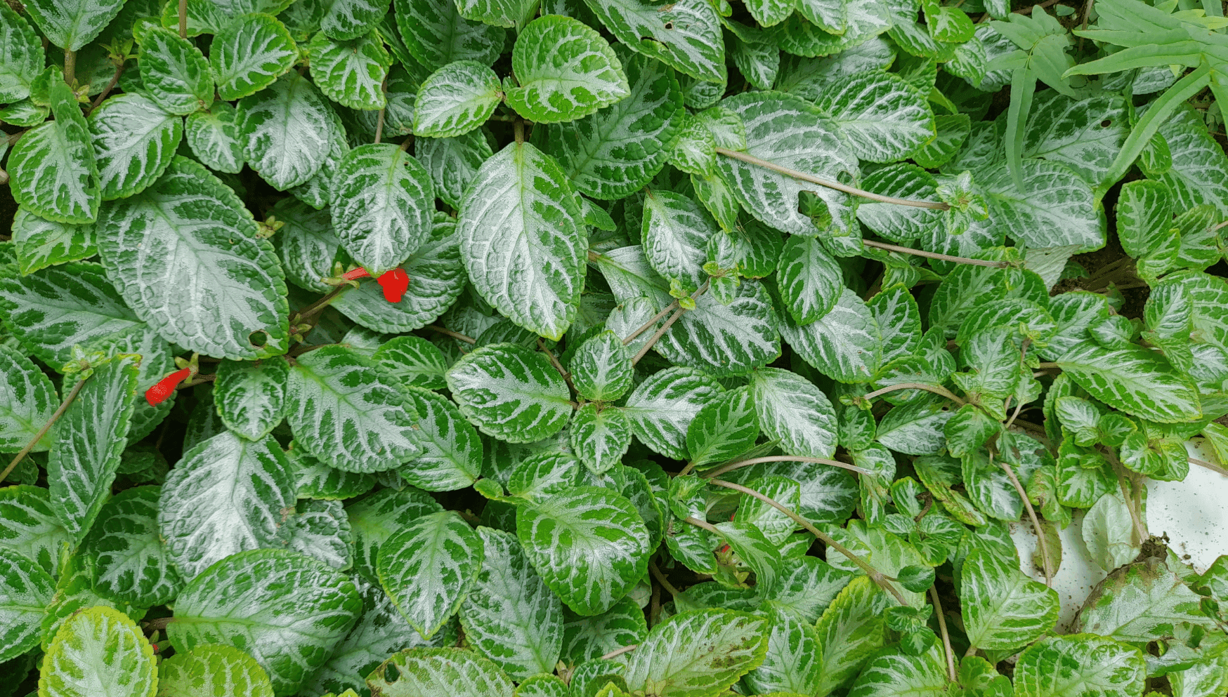 Episcia leaves