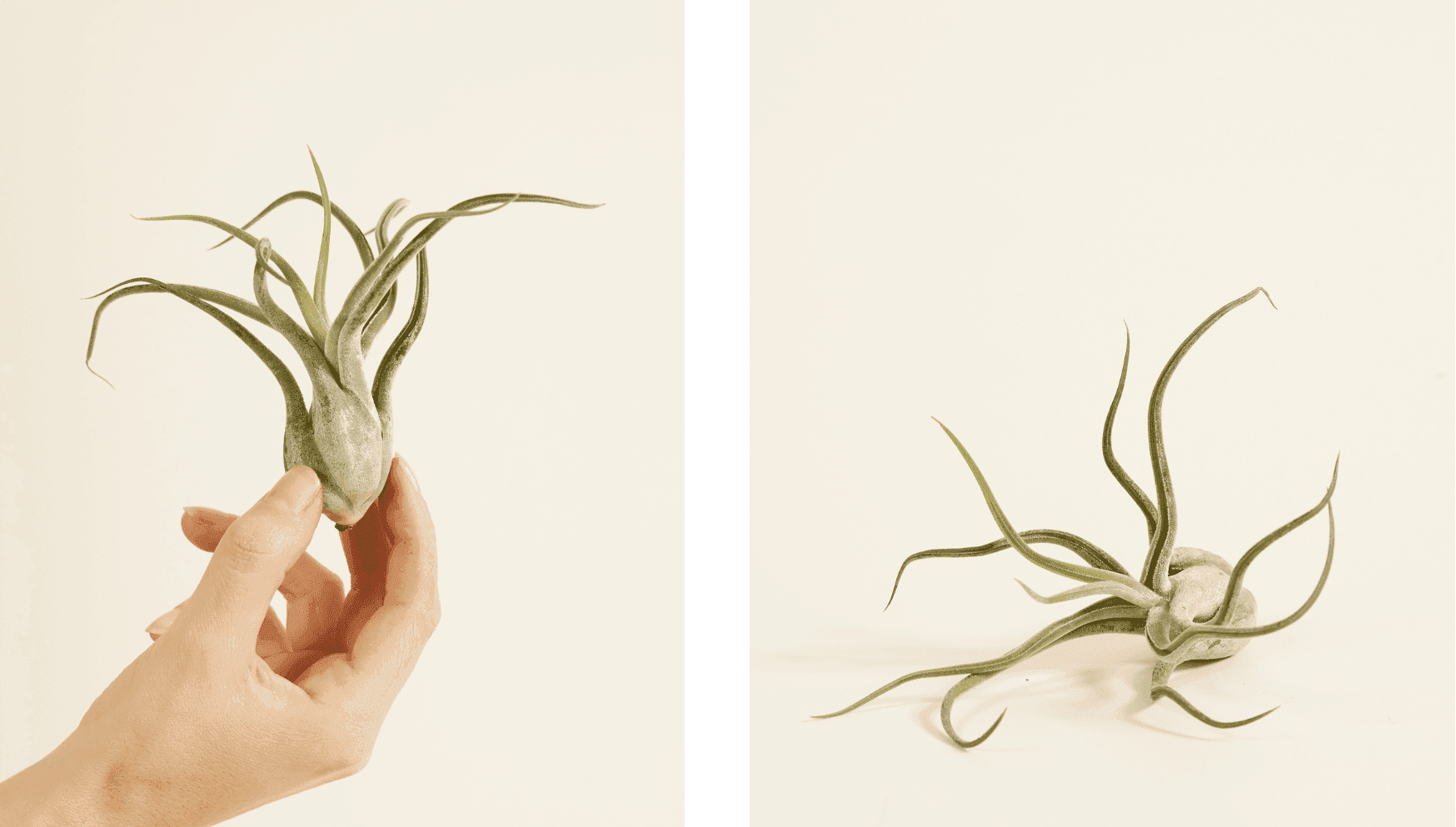 Bulbosa - Tillandsia.png