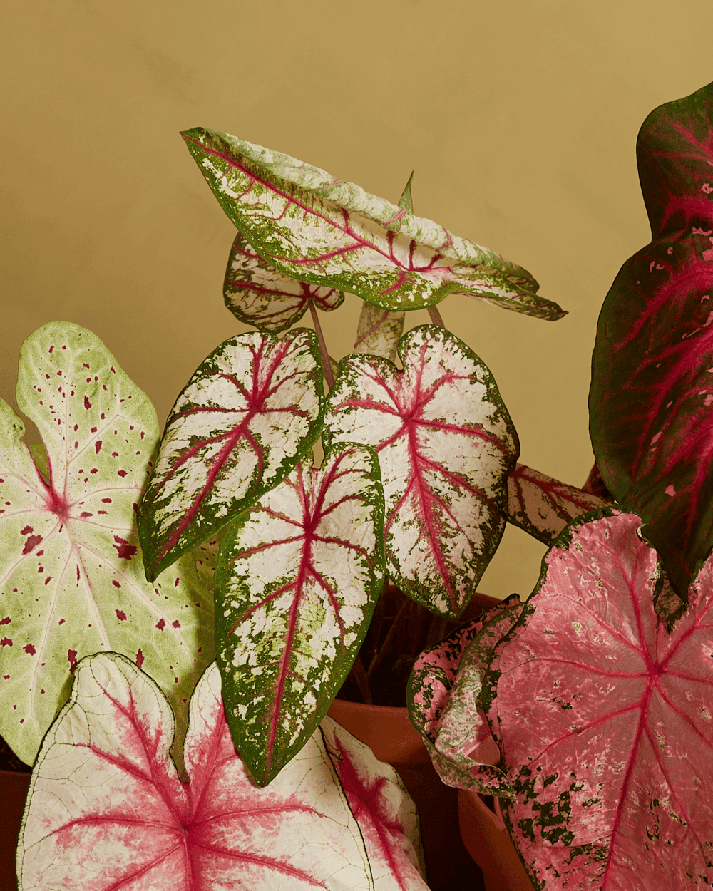 Caladium