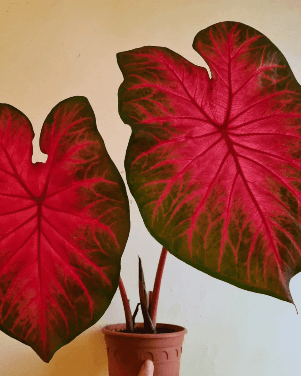 Caladium Bicolor