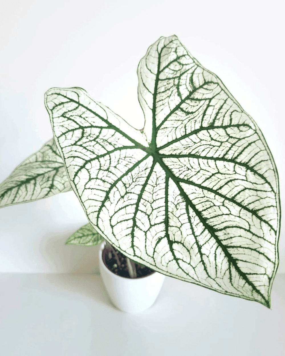 Caladium Candidum