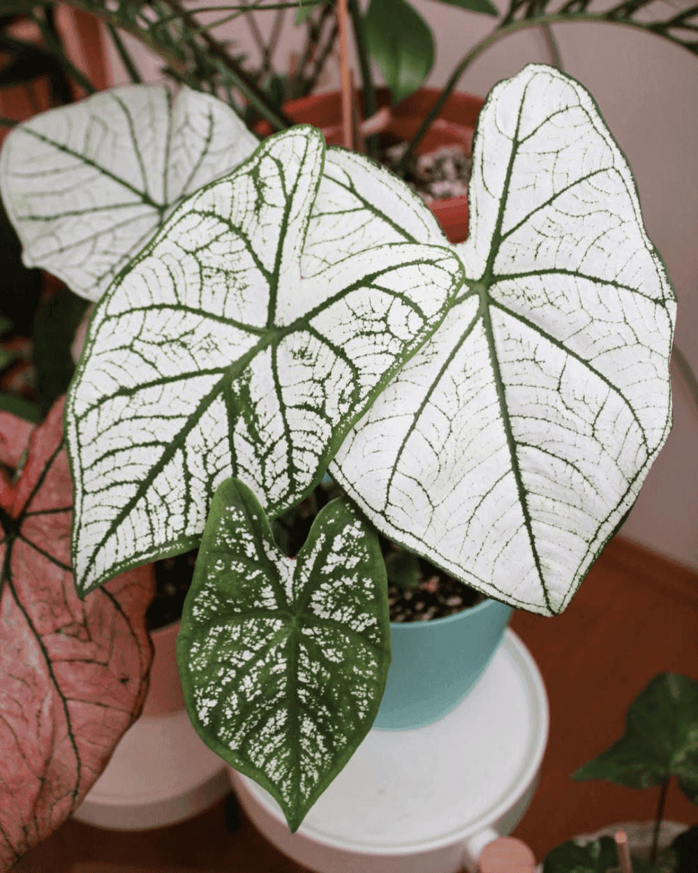 Caladium Candidum plant