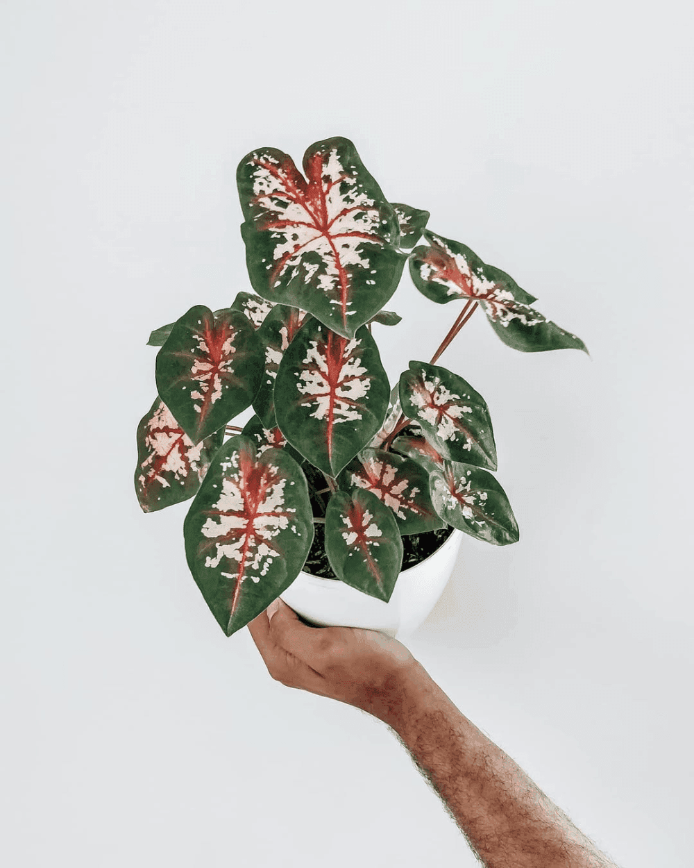 Caladium Carolyn Whorton