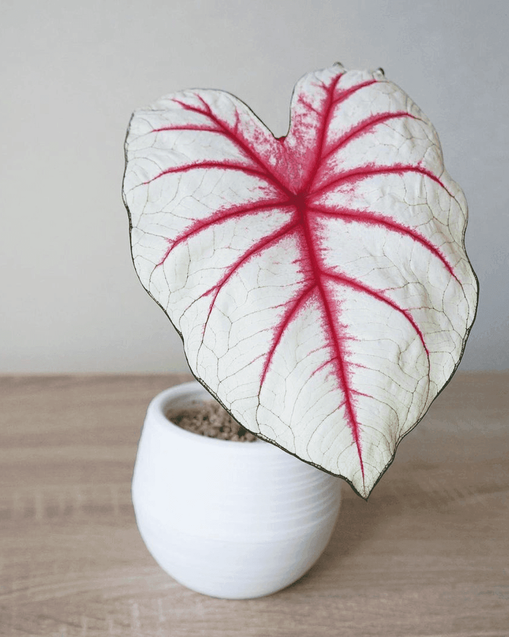 Caladium Fiesta