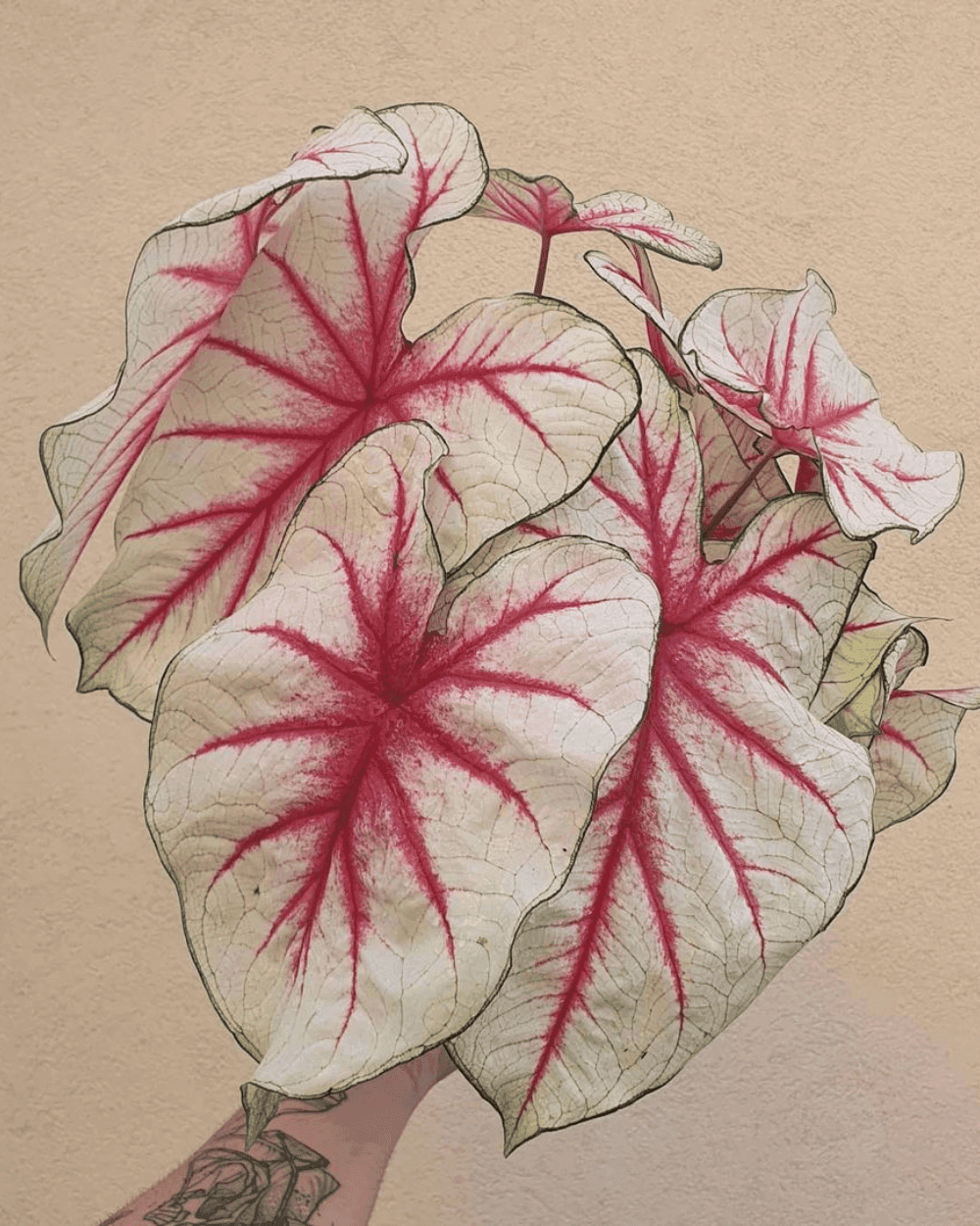 Caladium Fiesta plant