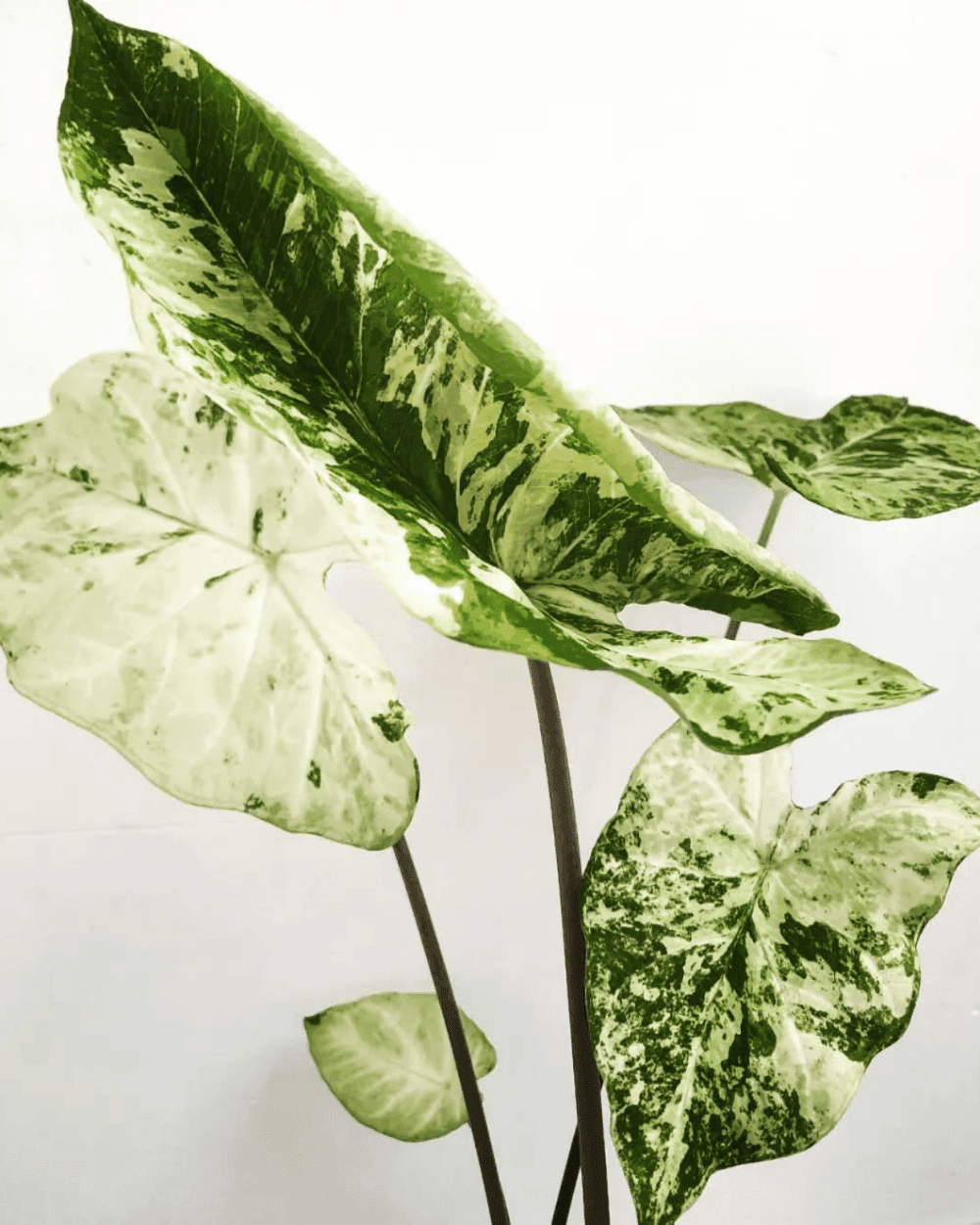 Caladium Frog in Blender leaves
