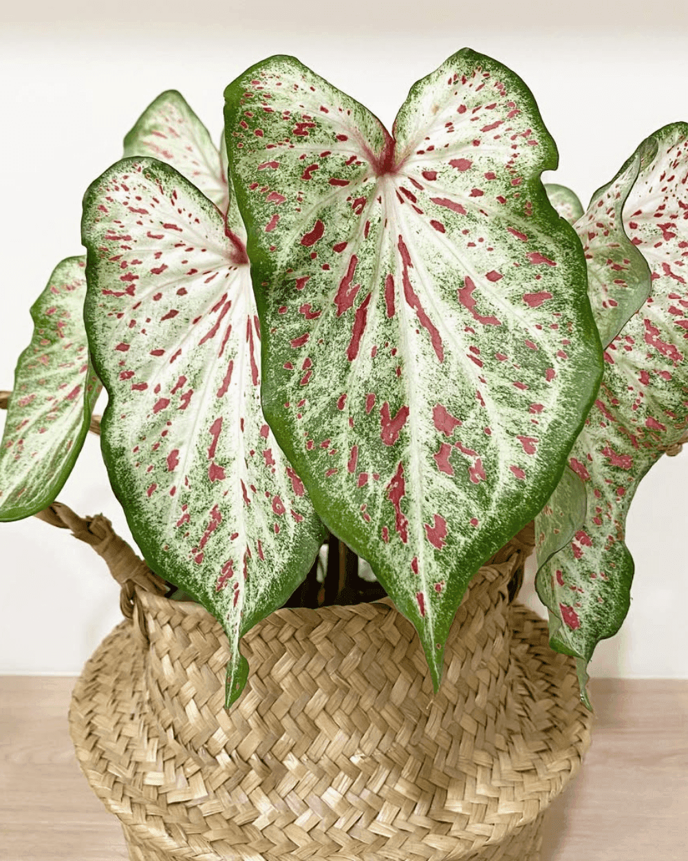 Caladium Gingerland