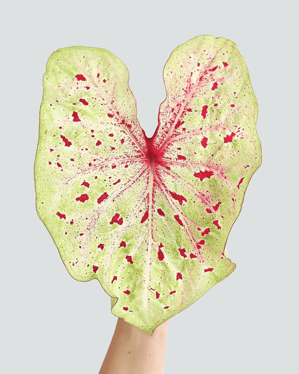 Caladium Miss Muffet leaves