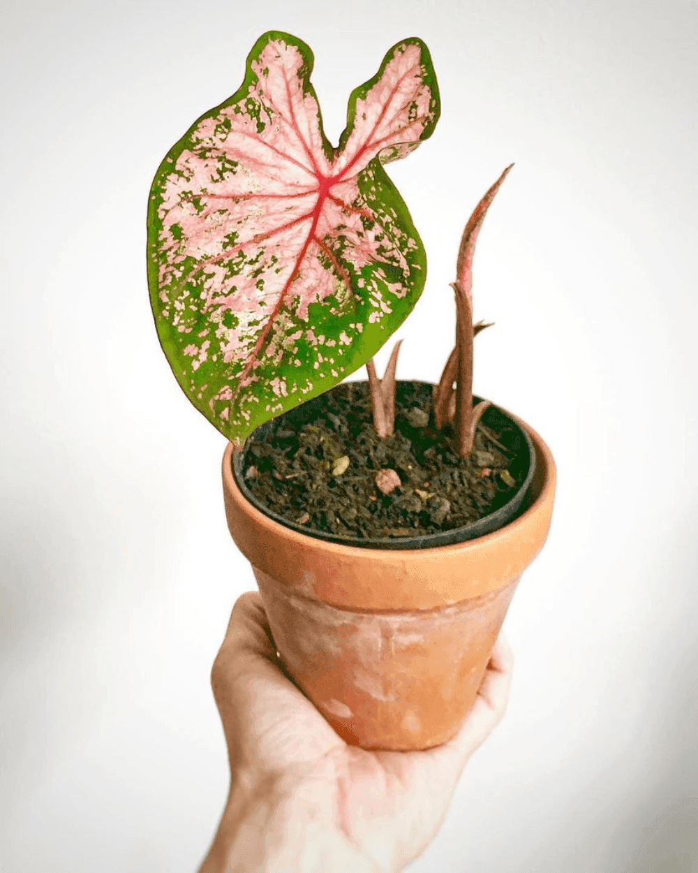 Caladium Pink Beauty