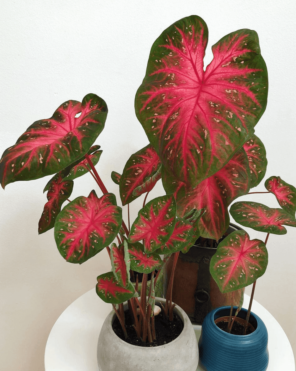 Caladium Red Flash plants