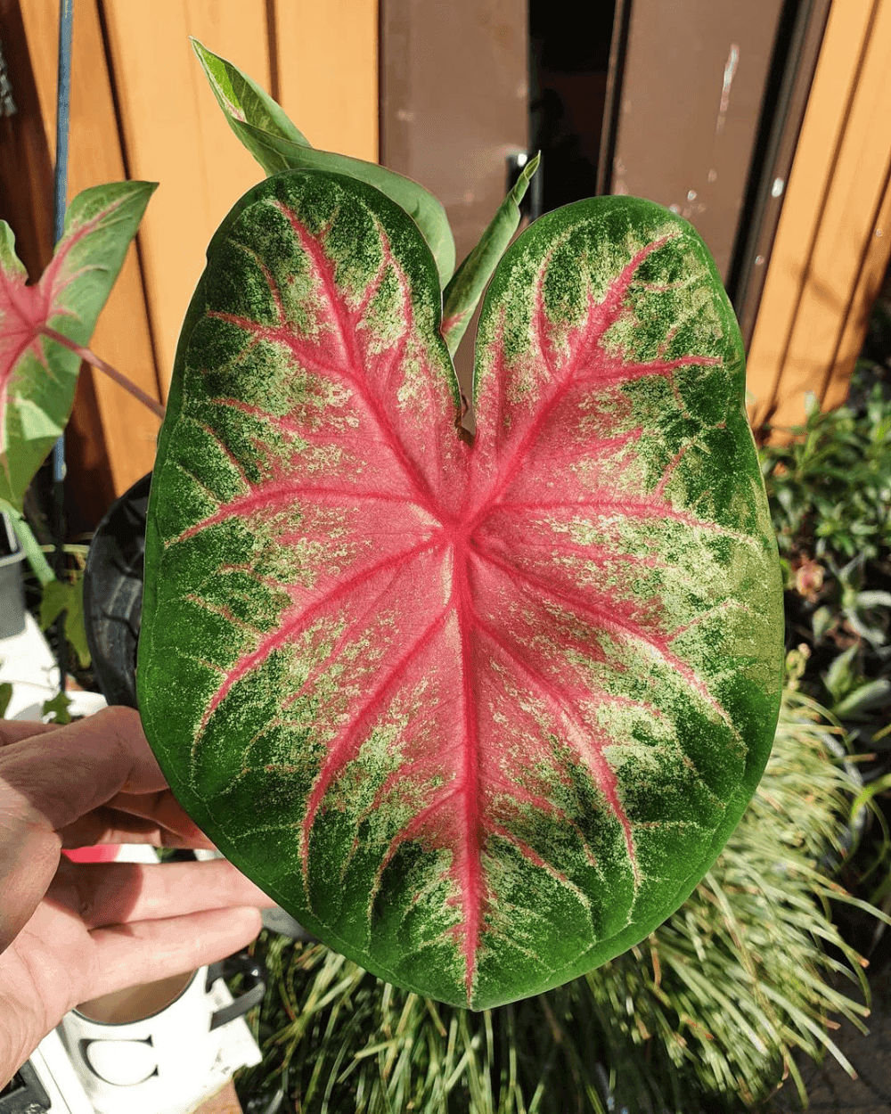 Caladium Rose Bud