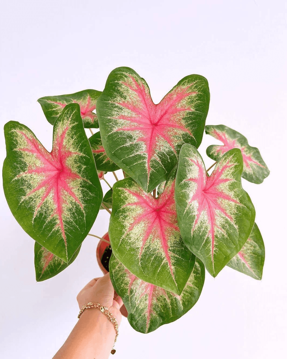 Caladium Rose Bud plant