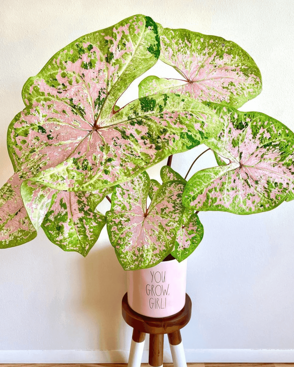 Caladium Seafoam Pink