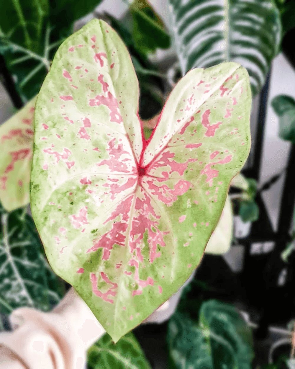 Caladium Seafoam Pink leaves