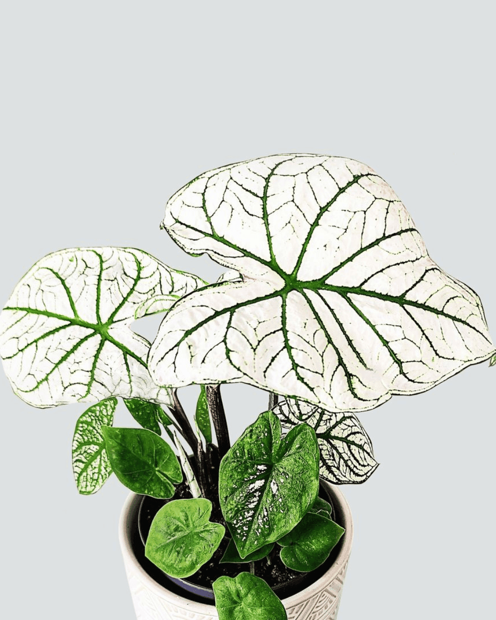 Caladium White Christmas leaves